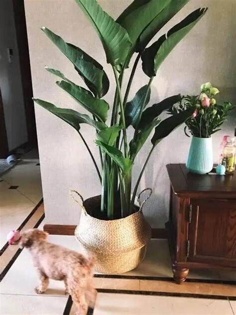天堂鳥 澆水